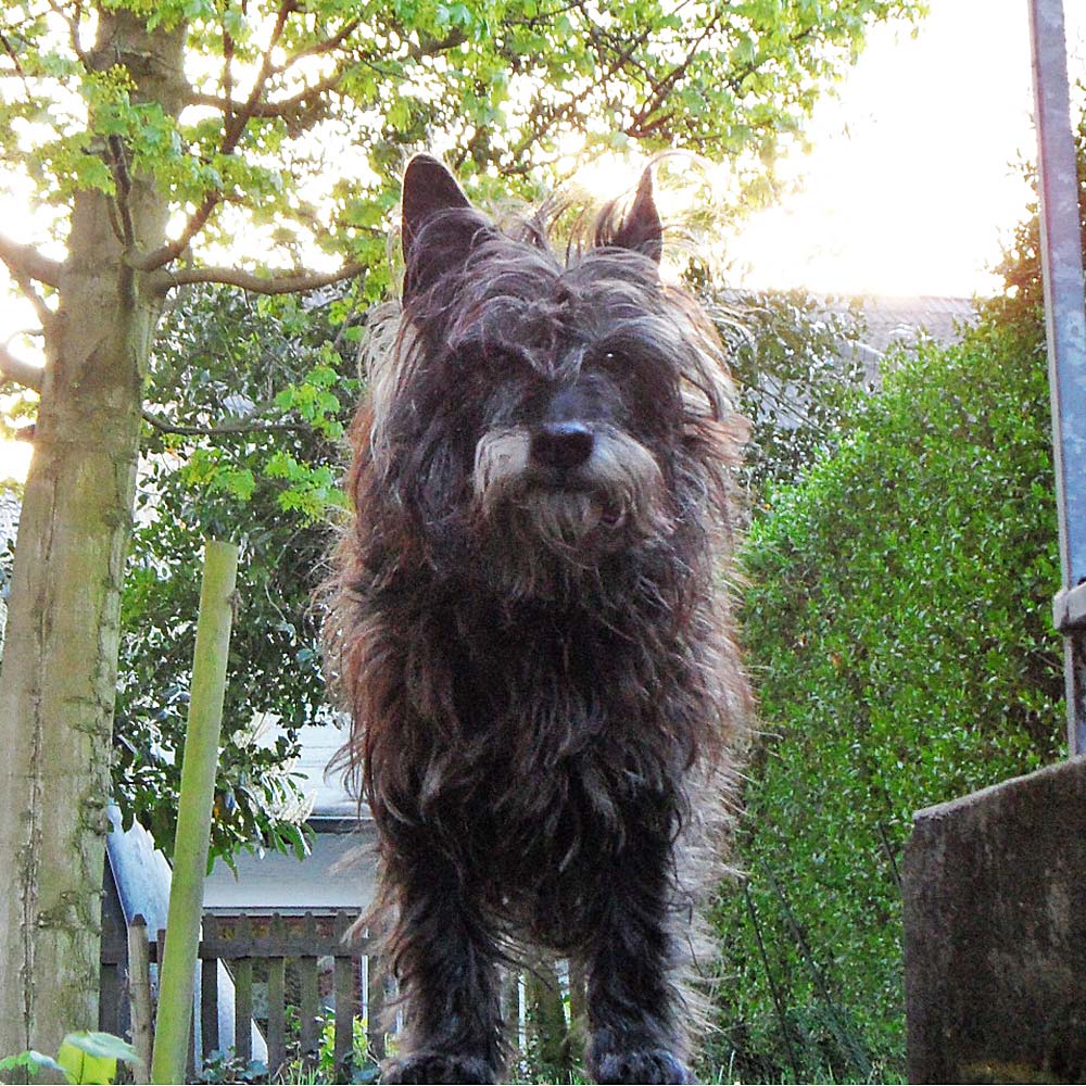 Tiere Bewusst mobile Hundephysiotherapie macht Hunde glücklich