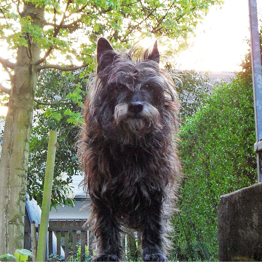 Bewusst mobile Hundephysiotherapie macht Hunde glücklich